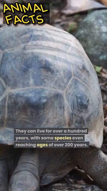 Amazing Facts: interesting facts about turtles #animals #shorts #short смотреть онлайн