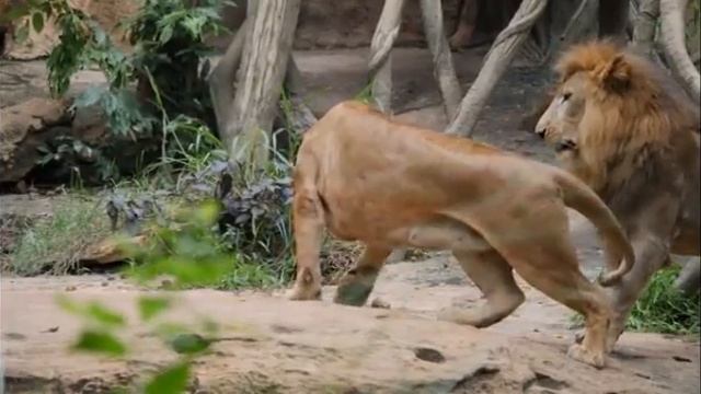 Relaxing videos of Panthera Tigris and king lions😳😲😲😍🤩 смотреть онлайн