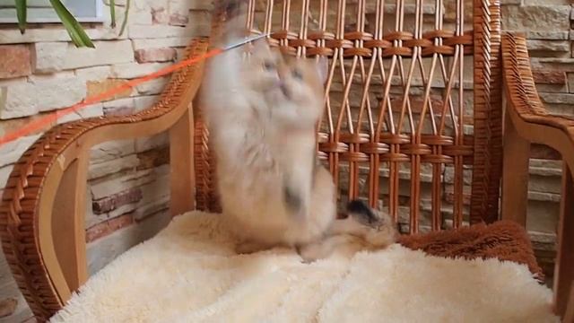BRI ny11, male смотреть онлайн