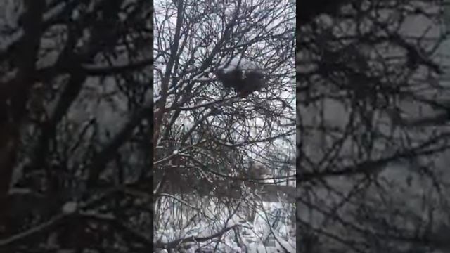 Охота на куницу капканом!!! смотреть онлайн