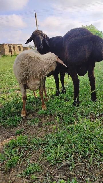 Где ты была 😅 #юмор #пародия #животные #овцы #баран #суженный #отношения #приколы смотреть онлайн