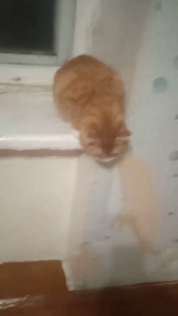 симбочка красивый Симба ♥️ сонник 🐈🐈😥😓😭♥️♥️😭♥️♥️😭♥️♥️😭♥️♥️😭♥️♥️ сонник 🐈 смотреть онлайн