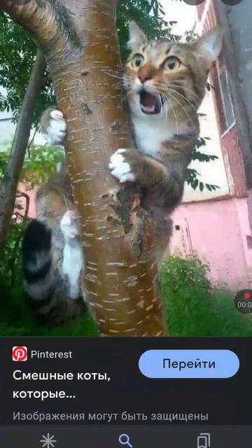 Смешные коты #shorts@62936 #kotoleoтупой смотреть онлайн