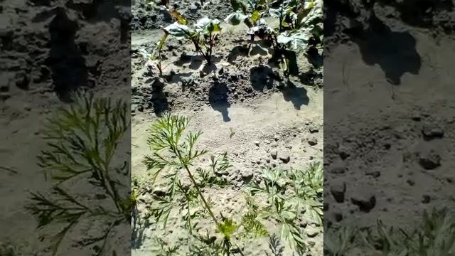 Дачный сезон.Дальнейший уход за свеклой и морковью.Что нельзя делать,когда светит палящее солнце. смотреть онлайн
