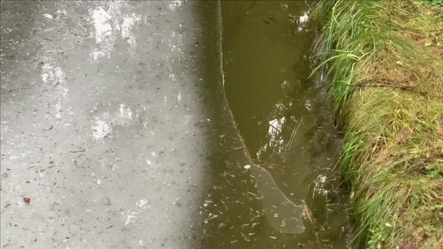 Новости с пруда.Почти весна.Везде мальки смотреть онлайн