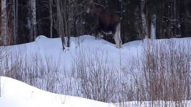 дорожные лоси смотреть онлайн