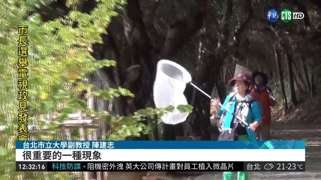 日本青斑蝶飛越千里 跨海到澎湖過冬| 華視新聞 20181114 смотреть онлайн