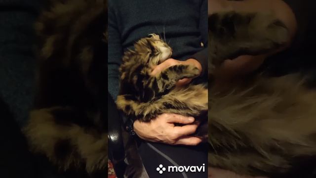 Соседи. Александра и Сергей, наши любители котиков. смотреть онлайн