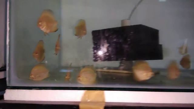 Discus Red Melon 4 cm смотреть онлайн