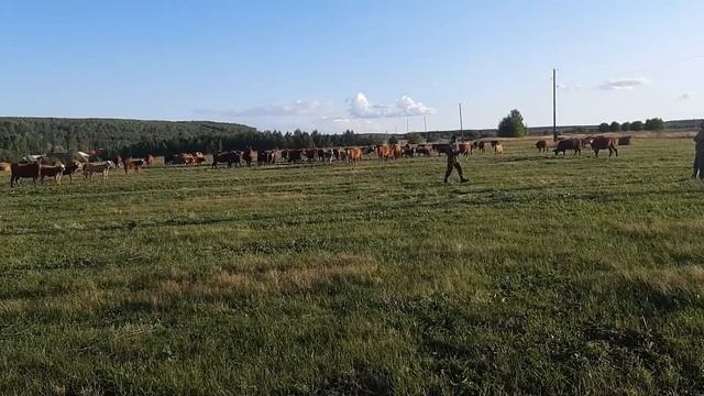 Бычки и телочки герефорд колмычки на продажу 2020 смотреть онлайн