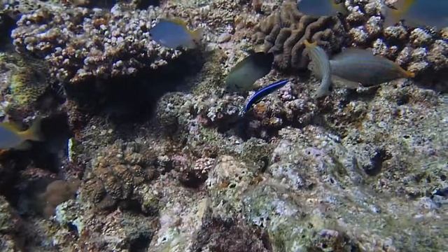 テングカワハギのダンス смотреть онлайн