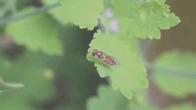 Naturbeobachtung Hainschwebfliege(Episyrphus balteatus(De Geer 1776)) смотреть онлайн