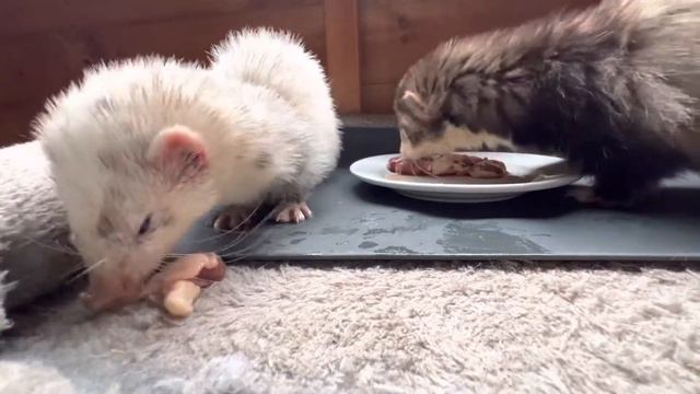 Ferret ASMR | Rabbit Kidney & Chicken Heart смотреть онлайн