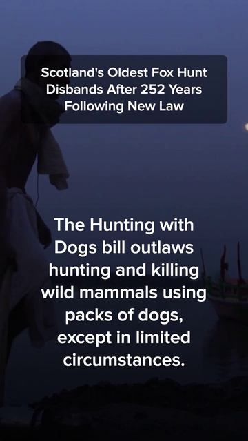 Scotland's Oldest Fox Hunt Comes to an End After 252 Years #Shorts смотреть онлайн