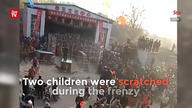 Circus tiger breaks loose, injures two children смотреть онлайн