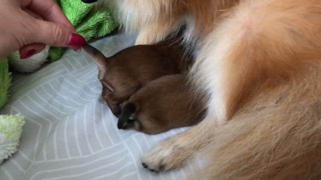 Как вкусно, аш хвосты пищат🐕🥰🥰🤗😋👩🏻🍼😉😁 смотреть онлайн