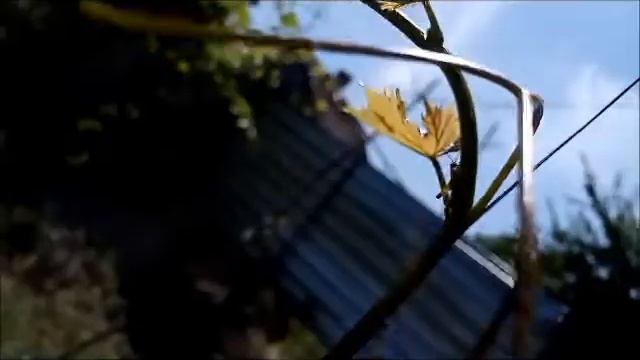 Кузнечик на побеге винограда Grasshopper on a vine shoot 藤蔓上的蚂蚱 Heuschrecke auf einem Rebentrieb смотреть онлайн