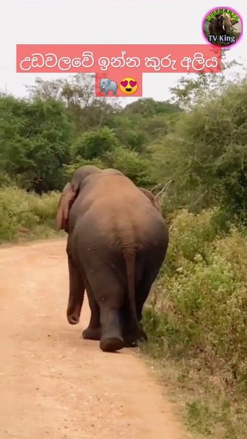 There is only one dwarf elephant in the world | ලංකාවෙ ඉන්න කුරු අලියා 😍| #srilanka #Elephant смотреть онлайн