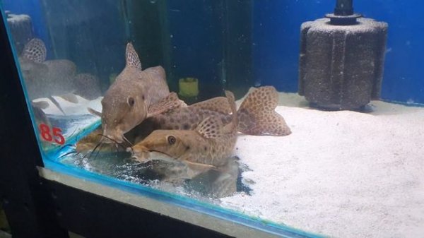 Giraffe catfish