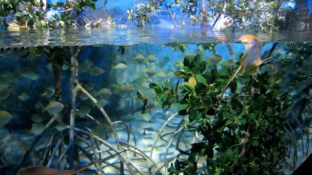 Yellow stingray's dancing show at SEA Aquarium, Singapore (魟鱼跳舞) смотреть онлайн