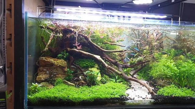 AQUÁRIO PLANTADO com a LUMINÁRIA DE LED S-500 SOMA - VEJA SE DÁ CONTA! Aniversário da Red Dragon смотреть онлайн