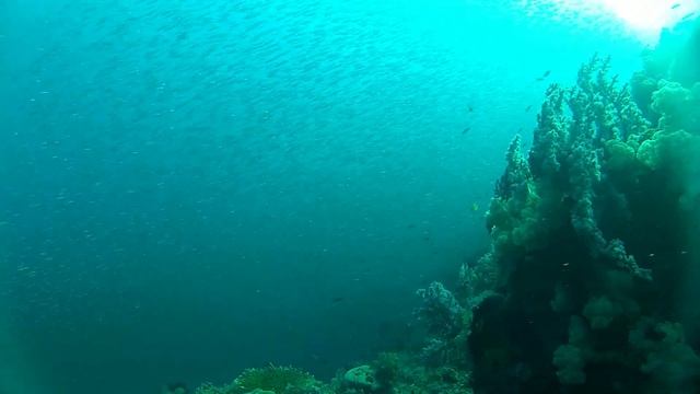 Anchovis und Mobula смотреть онлайн
