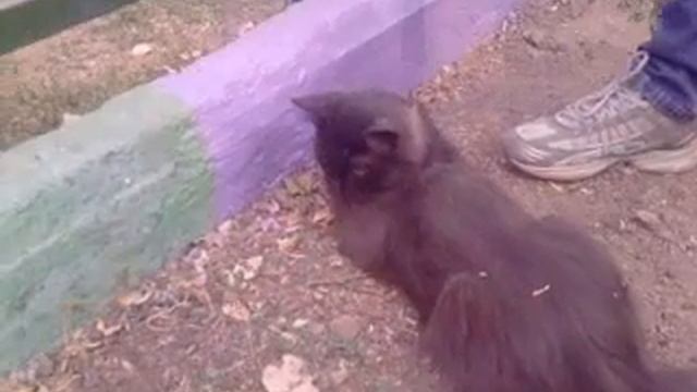 Вынос мозга кошаку смотреть онлайн