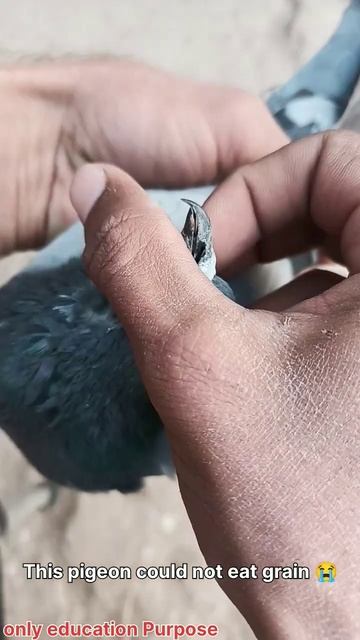 This Wild Pigeon Could not eat grain then Helped him 😢||#Shorts смотреть онлайн