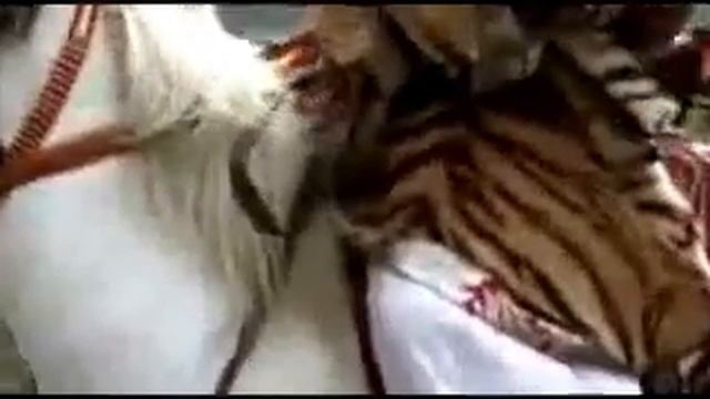 The Tiger Skin Trade смотреть онлайн
