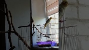 Чудеса. Самка кореллы поёт.