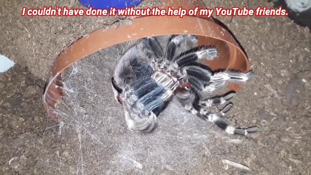 Time Lapse - Chaco - My 5 Inch Nhandu Chromatus Molted. смотреть онлайн