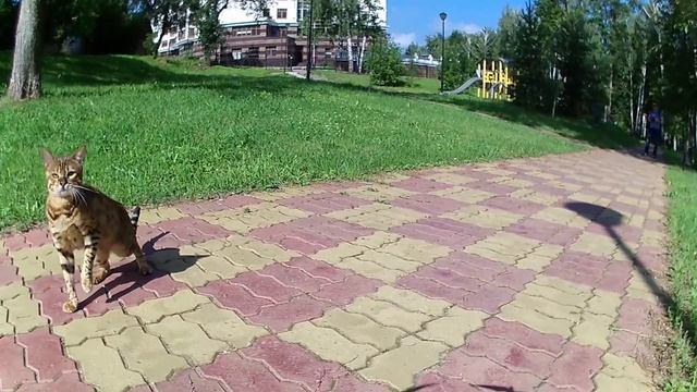 Кот и коптер смотреть онлайн