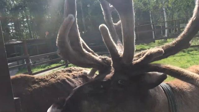 Едем на Оленью ферму. Кормим оленей и катаемся на пони смотреть онлайн