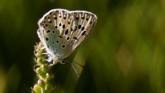 Mariposas diurnas de La Rioja: Lycaenidae смотреть онлайн