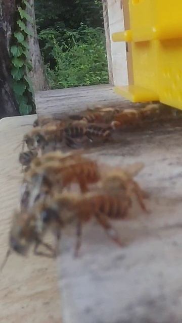 8.1.24 토종벌 #평계리한봉원 #bee #apiscerana #beekeeping #nature смотреть онлайн