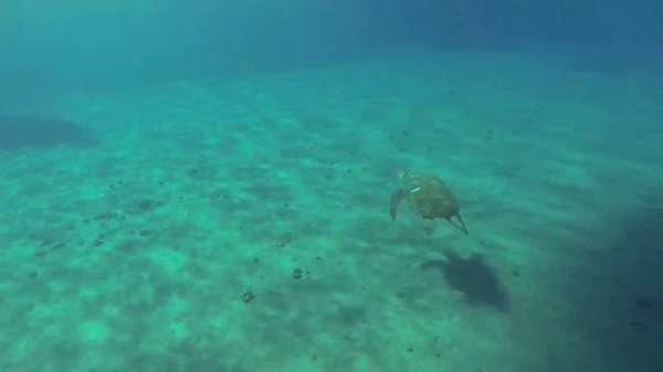Loggerhead Sea Turtle - Greece
