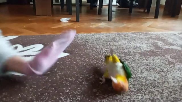 Каик нападает ,caique attaque. 🦜🗡 смотреть онлайн