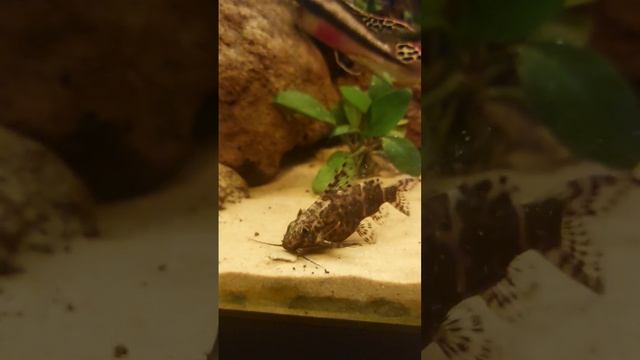 Nahaufnahme von einem Kongowels смотреть онлайн