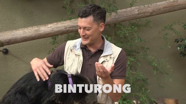 SD Zoo Fun Facts - Binturong #2 смотреть онлайн