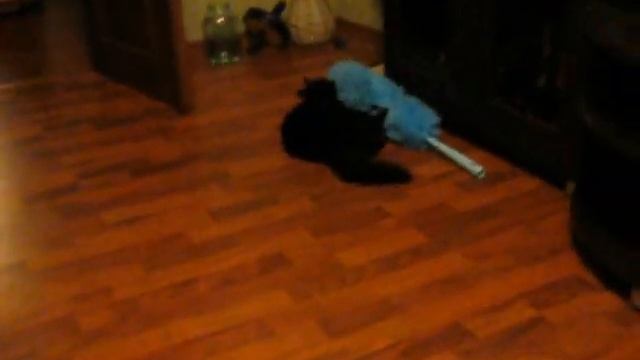 кот и веник смотреть онлайн