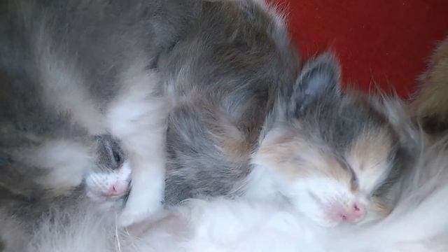 Мои милашки, киски неваляшки.5 апреля 2021. смотреть онлайн