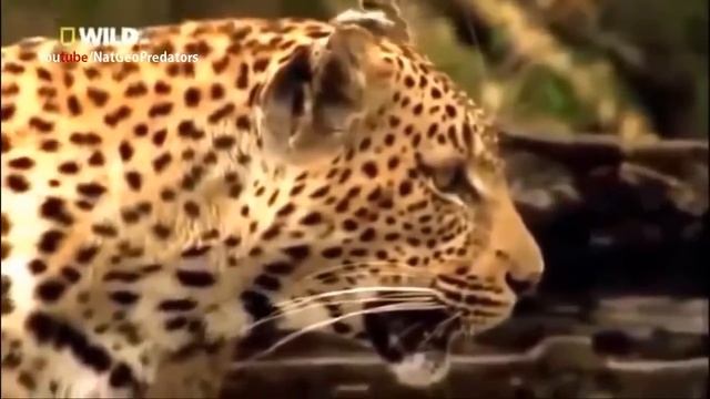 National Geographic Documentary|The Leopards Documentaries|Wildlife Animals Fighting#04 - IsC Ep