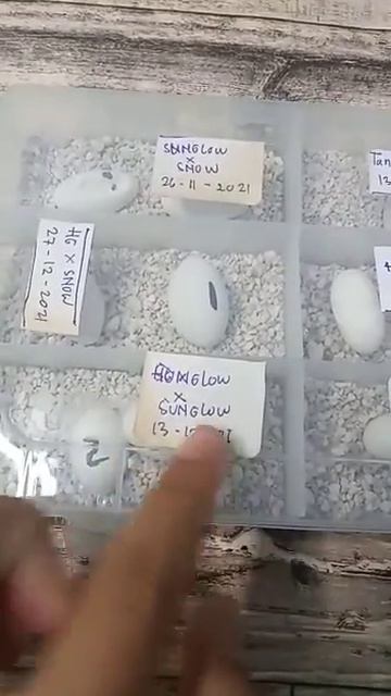 PENTING !!! INILAH FUNGSI PENANGGALAN TELUR LEOPARD GECKO смотреть онлайн