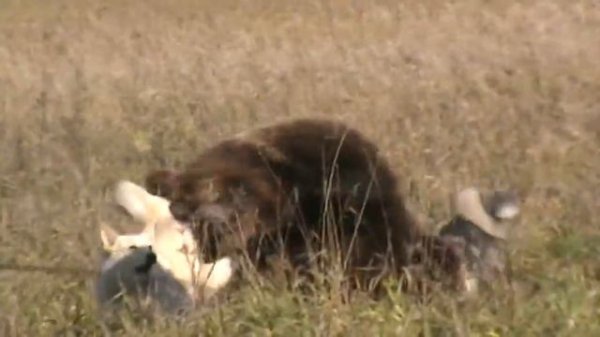 Лайки А.М. Канушина