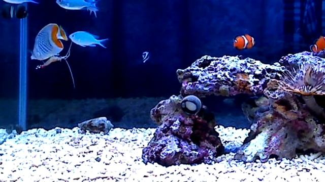 お掃除お掃除♪（アカシマシラヒゲエビ,Lysmata amboinensis） смотреть онлайн