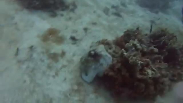 Octopus CoCo View 2013 смотреть онлайн