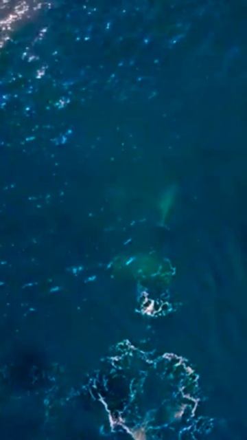 Whale Hump Blue whale #shorts viral YouTube смотреть онлайн
