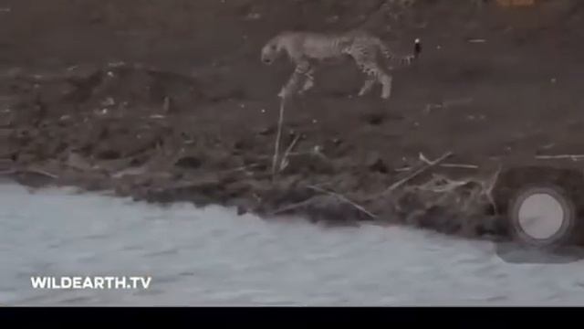 CHUI ATAFUNWA LIVE NA MAMBA MWENYE NJAA KALI. Angalia video смотреть онлайн