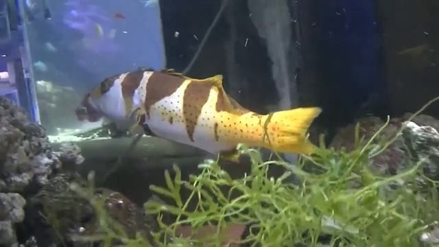 コクハンアラ смотреть онлайн