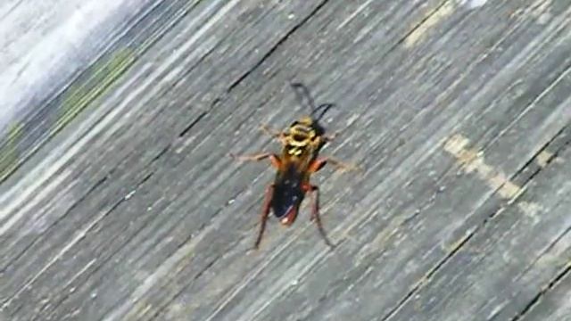 Great Golden Digger Wasp Dance! смотреть онлайн